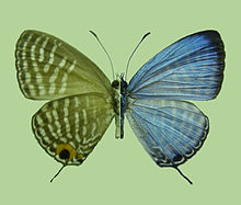 Lycaenid motýl, ostrov Palawan, Filipíny, Jamides aritai.male.jpg