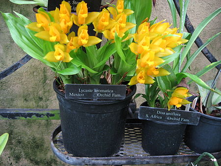 Lycaste aromatica