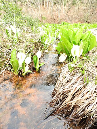 Français : Flore de Shiramine-mura (Hakusan-shi depuis 2005)