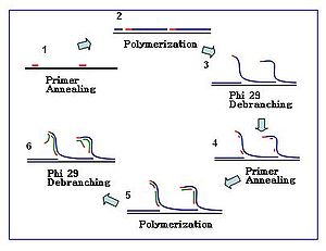 MDA reaction steps MDA reaction 1.JPG