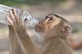 Macaca fascicularis drinking water from a bottle.jpg