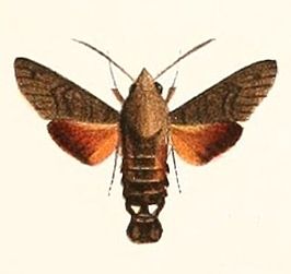 Macroglossum gyrans