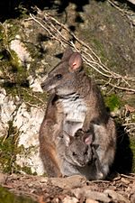 Vorschaubild für Parmawallaby