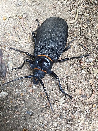 <i>Acanthinodera</i> Genus of beetle