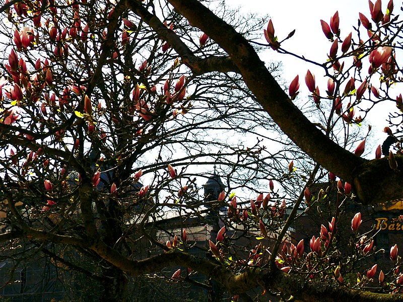 File:Magnolia - panoramio (1).jpg