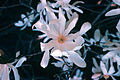 Magnolia stellata