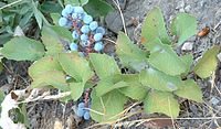 Mahonia repens