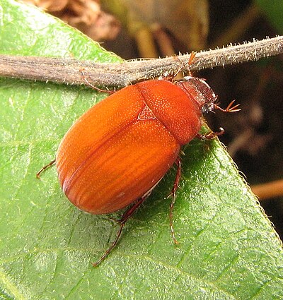 Maladera formosae