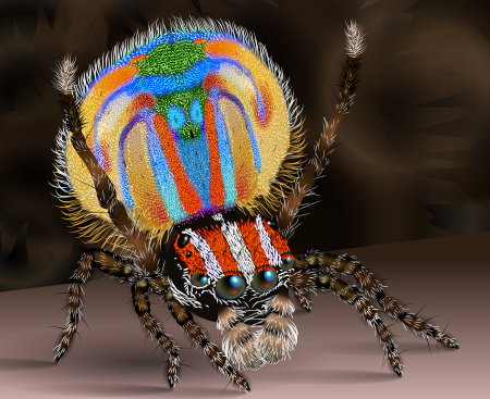 Maratus