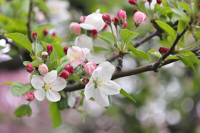 File:Malus hupehensis JRVdH 01.jpg