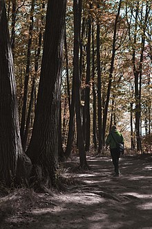 Walking in Rattlesnake Point Conservation Area Man walking through Rattlesnake Point.jpg