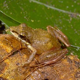 <i>Blommersia grandisonae</i> Species of frog