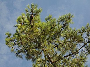 Foliage and cones