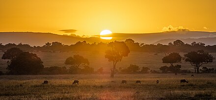 Sunset over the spotted Masaai Mara plains