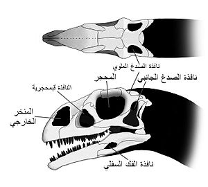 Massospondylus Skull Steveoc 86.jpg