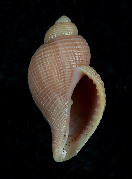 Massyla corrugata