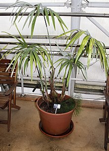 Mauritiella aculeata, Fata Morgana Greenhouse.jpg