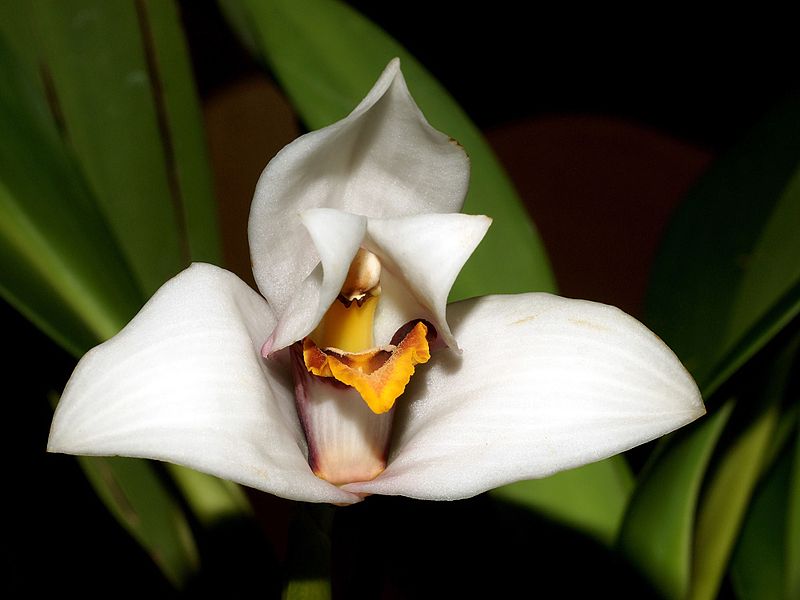 File:Maxillaria grandiflora Orchi 016.jpg