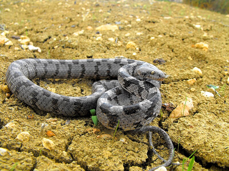 File:Mediterranean Cat Snake.jpg