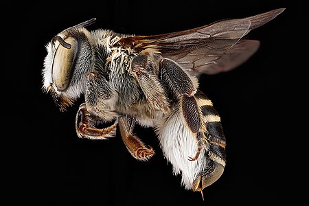 Megachile_townsendiana