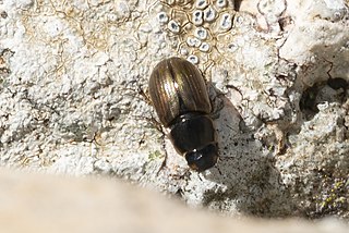 <i>Melinopterus consputus</i> Species of scarab beetle