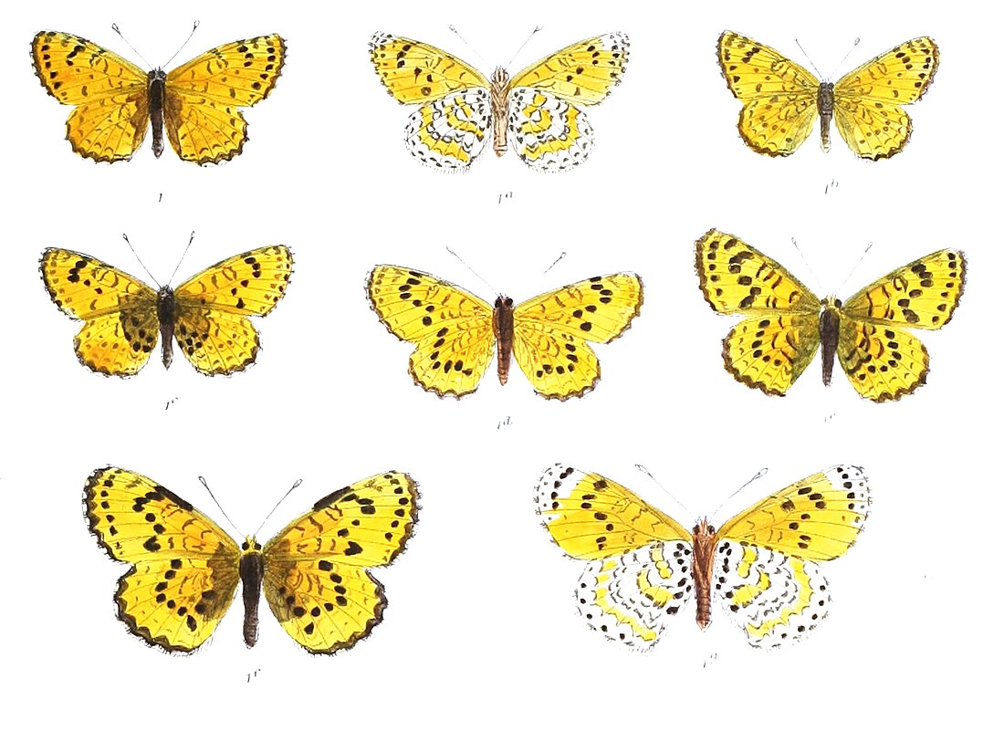 Melitaea persea