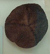 Meoma ventricosa