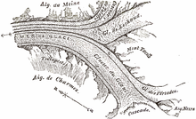 Plan de la Mer de Glace selon John Tyndall en 1857.