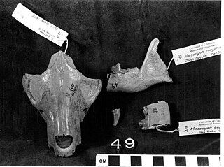 <i>Mesocyon</i> Extinct genus of carnivores