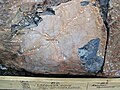 Metakomatiite lava flow (Upper Komatiitic Unit, Kidd-Munro Assemblage, Neoarchean, 2.711-2.719 Ga; Pyke Hill, near the Potter Mine, east of Timmins, Ontario, Canada) 33 (33950912038).jpg