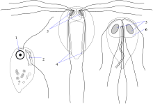 후진편모충속(왼쪽), 육편모충속(중앙), 람블편모충속(오른쪽)