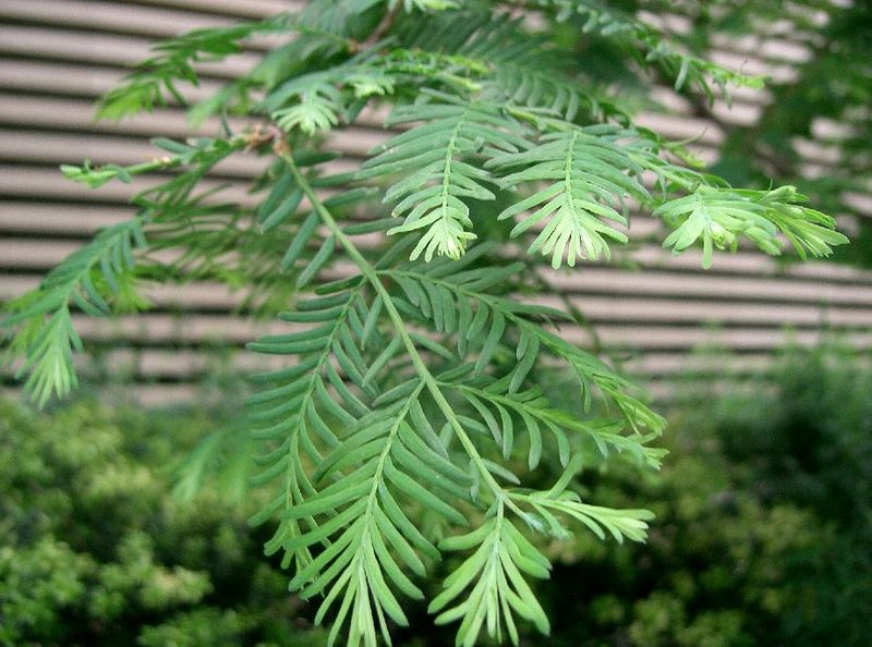 File:Metasequoia glyptostroboides5.jpg