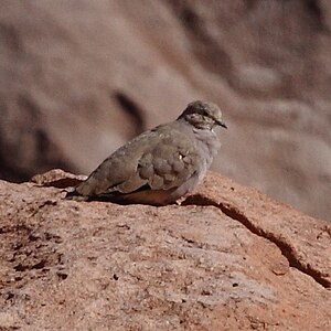 Colombe aymara (Metriopelia aymara).