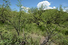 An adult O. aeneus perches in the tree on the left. Mexican vine snakes disappear in their natural habitat; their cryptic morphology provides them with highly effective camouflage. Mexican vine snake in habitat.jpg