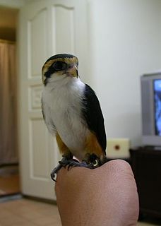 Collared falconet Species of bird