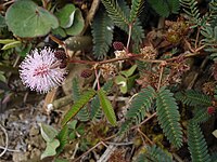 Mimosa pudica, flores y hojas bipinnadas