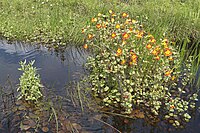 Mimulus luteus-pjt.jpg