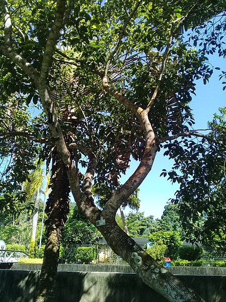 Tanjung_(pokok)