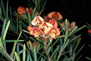 <i>Mirbelia confertiflora</i> Species of legume