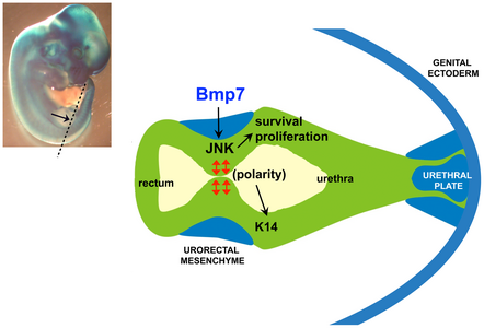 Model voor de cloacale septatie door het septum urorectale. urethra: urinebuis