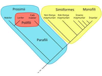 Filogenetik Parafili