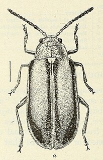 <i>Monoxia</i> Genus of beetles