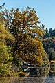 English: Autumnal oak tree Deutsch: Herbstliche Eiche