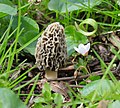 Morchella americana