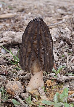 Morchella elata Spitzmorchel Morchella conica.jpg