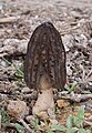 Morchella elata