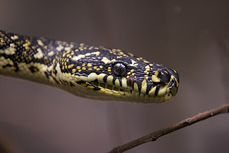 Morelia spilota