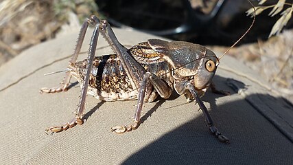 Mormon cricket