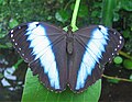 Morpho achilles de:Botanischer Garten München-Nymphenburg