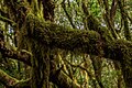 * Nomeamento Moss on trees, Garajonay National Park, Valle Gran Rey, La Gomera --Llez 05:11, 8 May 2024 (UTC) * Promoción  Support Good quality. --GoldenArtists 07:07, 8 May 2024 (UTC)